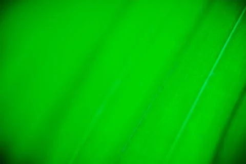 Close up palm leaf texture. Abstract tropical background. Stock Photos