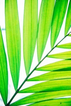 Close up palm leaf texture. Abstract tropical background. 스톡 사진