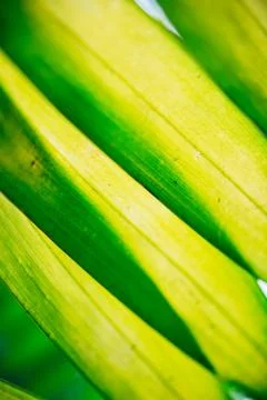 Close up palm leaf texture. Abstract tropical background. 스톡 사진