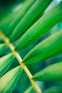 Close up palm leaf texture. Abstract tropical background. Stock Photos