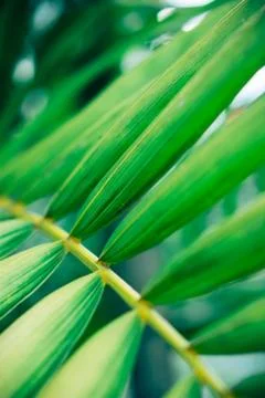 Close up palm leaf texture. Abstract tropical background. Stock Photos