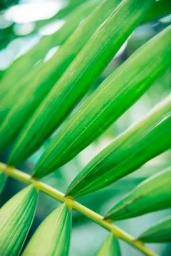 Close up palm leaf texture. Abstract tropical background. Stock Photos