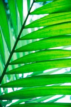 Close up palm leaf texture. Abstract tropical background. Foto stock