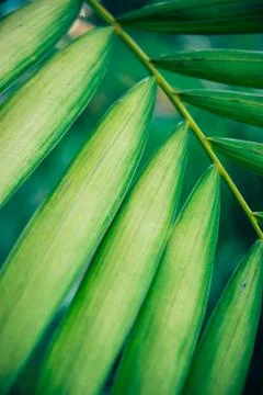 Close up palm leaf texture. Abstract tropical background. Stock Photos