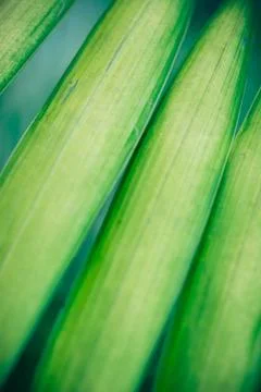 Close up palm leaf texture. Abstract tropical background. 스톡 사진