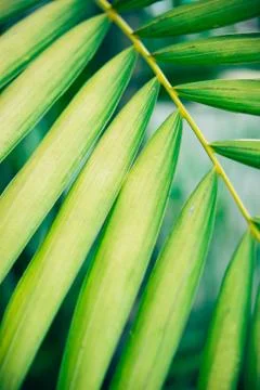 Close up palm leaf texture. Abstract tropical background. 스톡 사진