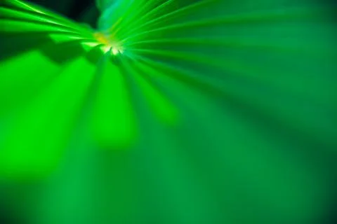 Close up palm leaf texture. Abstract tropical background. Фото
