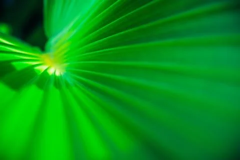 Close up palm leaf texture. Abstract tropical background. Foto stock