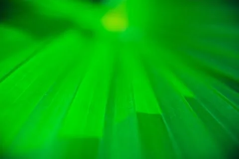 Close up palm leaf texture. Abstract tropical background. Stock Photos