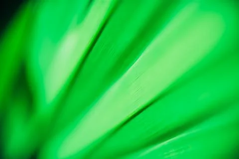 Close up palm leaf texture. Abstract tropical background. Stock Photos