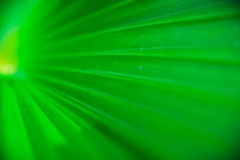 Close up palm leaf texture. Abstract tropical background. 스톡 사진