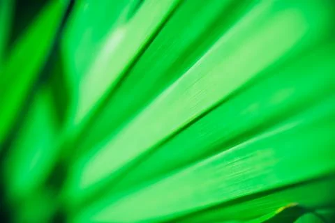 Close up palm leaf texture. Abstract tropical background. Фото