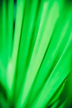 Close up palm leaf texture. Abstract tropical background. Stock Photos