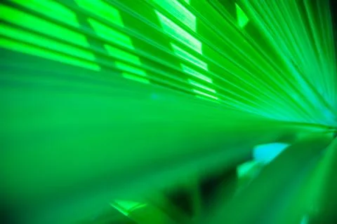 Close up palm leaf texture. Abstract tropical background. Foto stock