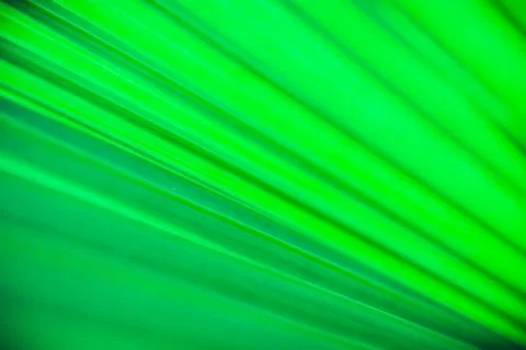 Close up palm leaf texture. Abstract tropical background. 스톡 사진