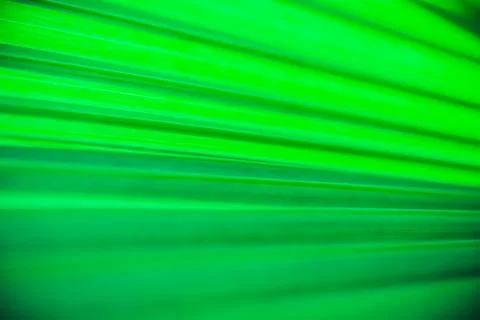 Close up palm leaf texture. Abstract tropical background. 스톡 사진