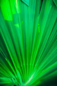 Close up palm leaf texture. Abstract tropical background. 스톡 사진
