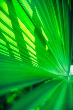 Close up palm leaf texture. Abstract tropical background. Фото