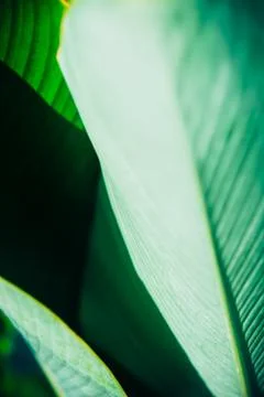 Close up palm leaf texture. Abstract tropical background. Foto stock