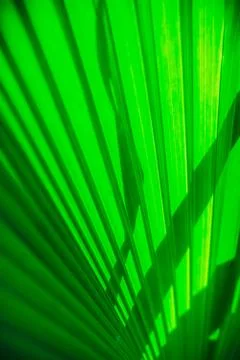 Close up palm leaf texture. Abstract tropical background. Foto stock