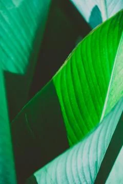 Close up palm leaf texture. Abstract tropical background. Фото