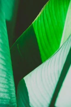 Close up palm leaf texture. Abstract tropical background. 스톡 사진