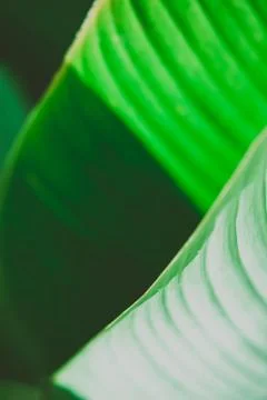 Close up palm leaf texture. Abstract tropical background. 스톡 사진