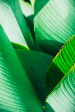 Close up palm leaf texture. Abstract tropical background. Stock Photos