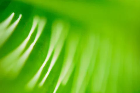 Close up palm leaf texture. Abstract tropical background. 库存照片