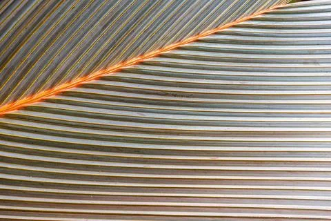 Close-up of a palm leaf texture showing the intricate lines and patterns Stock Photos