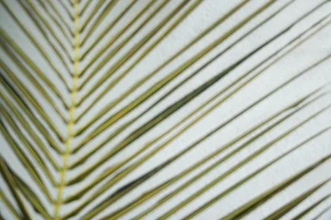 Close up palm leaf texture tropical botanical pattern Foto stock