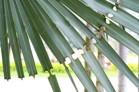 Close-up of Palm Leaf with Torn Edges and Bright Background Stock-Fotos