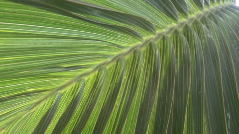 Close-up palm leaf, Tropical coconut palm fronts sway in  gentle breeze. Vídeos de archivo 148393645