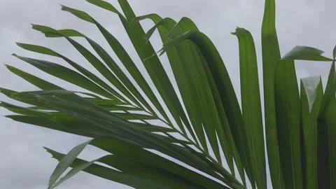 Close up of palm leaves Vídeo Stock 137088114
