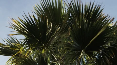 Close Up of Palm Leaves Moving in Soft Wind at Sunset Stock Footage 331925933