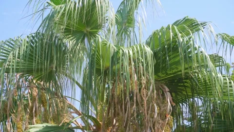 Close-up of palm leaves swaying in the wind. Stock Footage 250417183