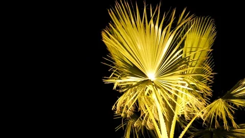Close-Up of Palm Tree Against Black Background Stock Footage 86871837