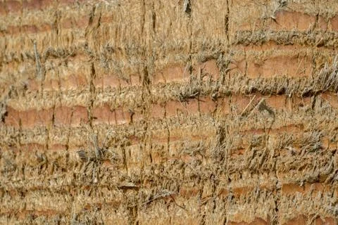 Close up of palm tree background. Coco palm detail bark texture Foto stock