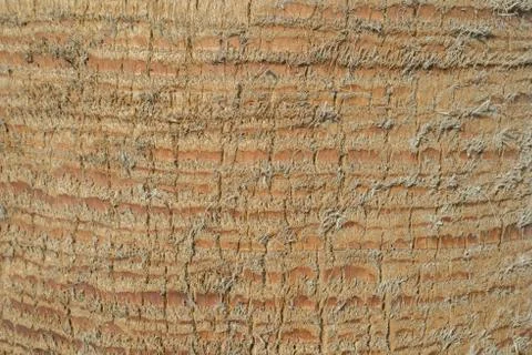 Close up of palm tree background. Coco palm detail bark texture Stock Photos