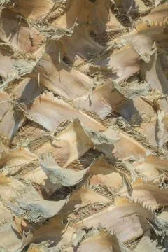 Close up of palm tree background. Coco palm detail bark texture Foto stock