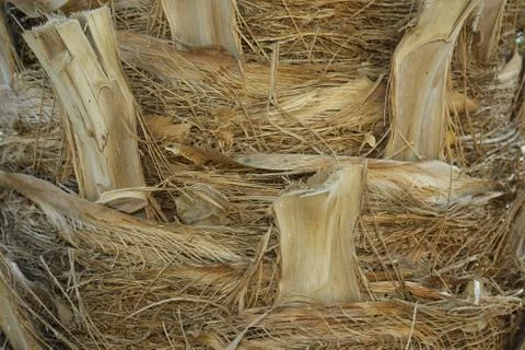Close up of palm tree background. Coco palm detail bark texture Foto stock