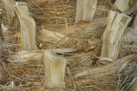 Close up of palm tree background. Coco palm detail bark texture Foto stock