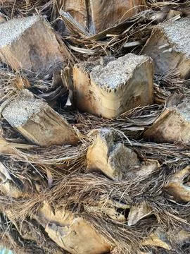 Close up of palm tree background. Coco palm detail bark texture Foto stock