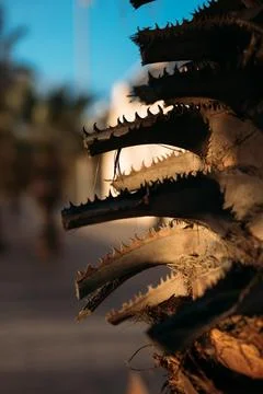 Close up of palm tree bark backlit by warm sunset sunlight. Wooden texture of a Фото