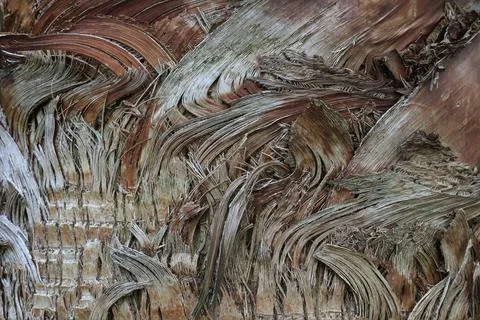 Close up of palm tree bark Stock Photos