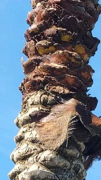 Close up of palm tree bark Stock Photos