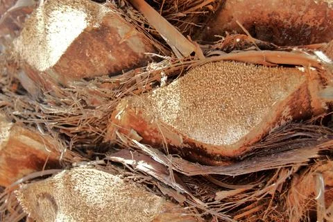 Close-Up of Palm Tree Bark Texture Stock Photos
