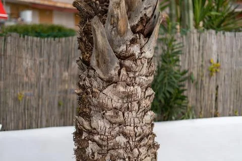Close up of palm tree bark texture Stock Photos