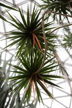 Close-up of a palm tree. Bloedel Conservatory in Vancouver. Stock Photos