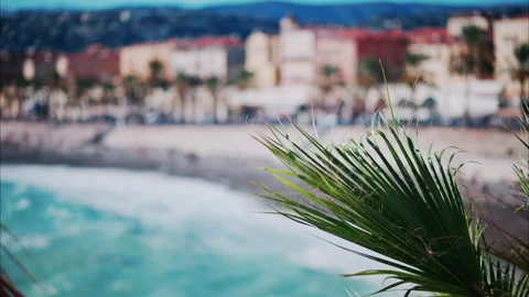 Close up of a palm tree branch with a blurry view of the coastline of Cannes, Stock Footage 289978979